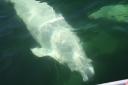 TN-Tadoussac_-_Baleine_et_Cie_036.jpg