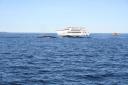 TN-Tadoussac_-_Baleine_et_Cie_054.jpg