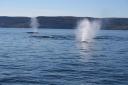 TN-Tadoussac_-_Baleine_et_Cie_056.jpg